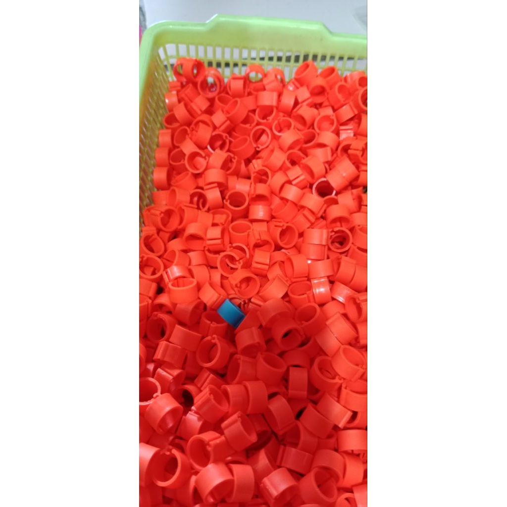 RING KLIP POLOS MERPATI DEWASA