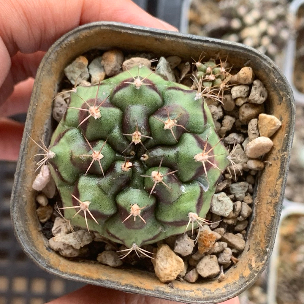 ac7 gymnocalycium id thailand mihanovichii gymno miha hybrid mihanovichi kaktus belajar tanaman hias