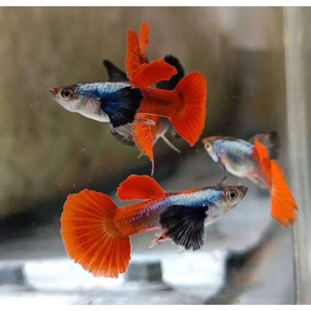 Hiasan Aquarium Guppy PRTDE dewasa sepasang siap breeding