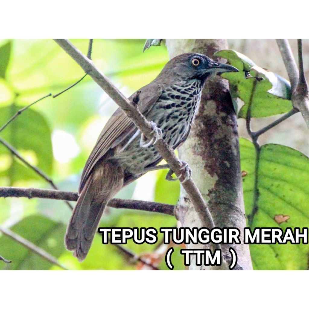 Burung Tepus Tunggir Merah