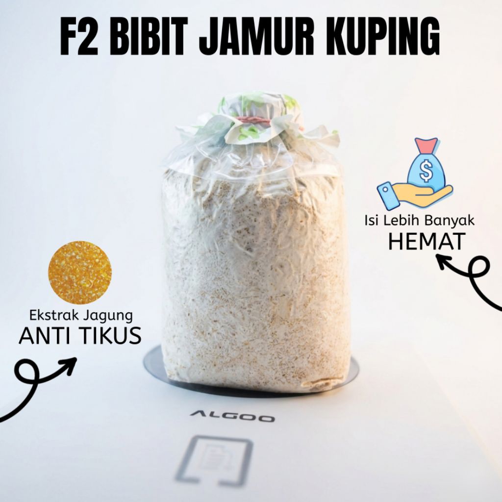 F2 BIBIT JAMUR KUPING (BIBIT UNGGUL)