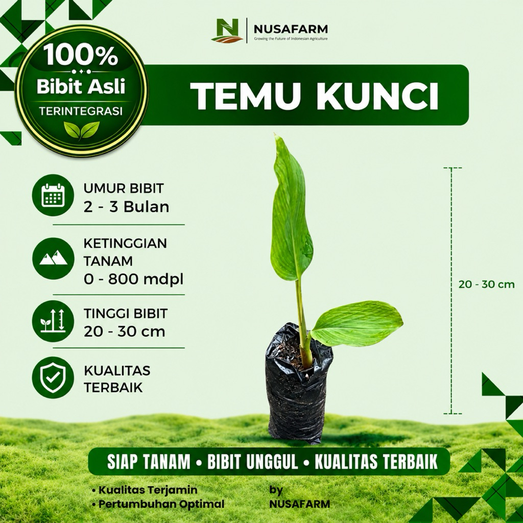 NUSAFARM - Bibit Temu Kuning Unggul (Curcuma mangga) - Tanaman Rimpang Siap Tanam