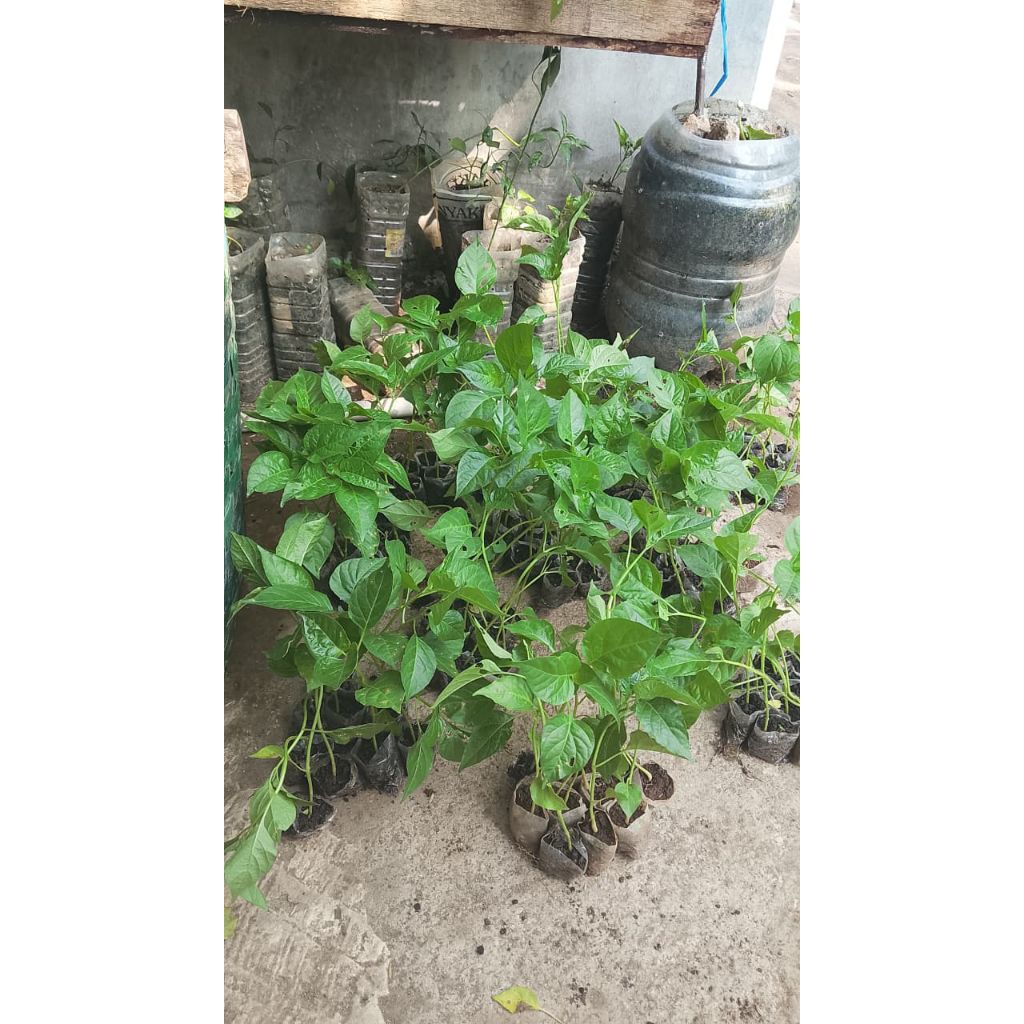 Bibit Cabe ori 212