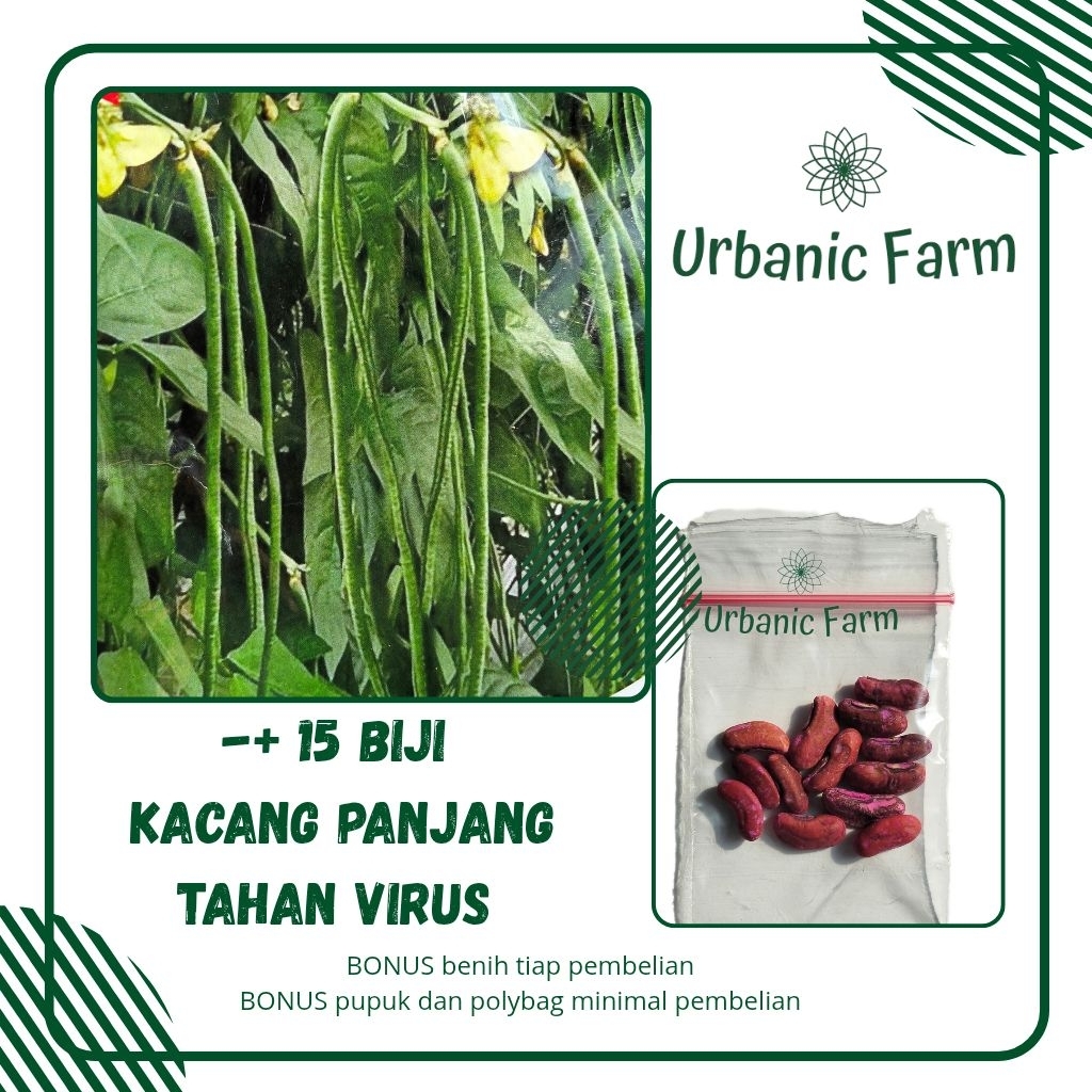 15 Biji Benih Kacang Panjang Tahan Virus, Kacang Panjang buntut merah