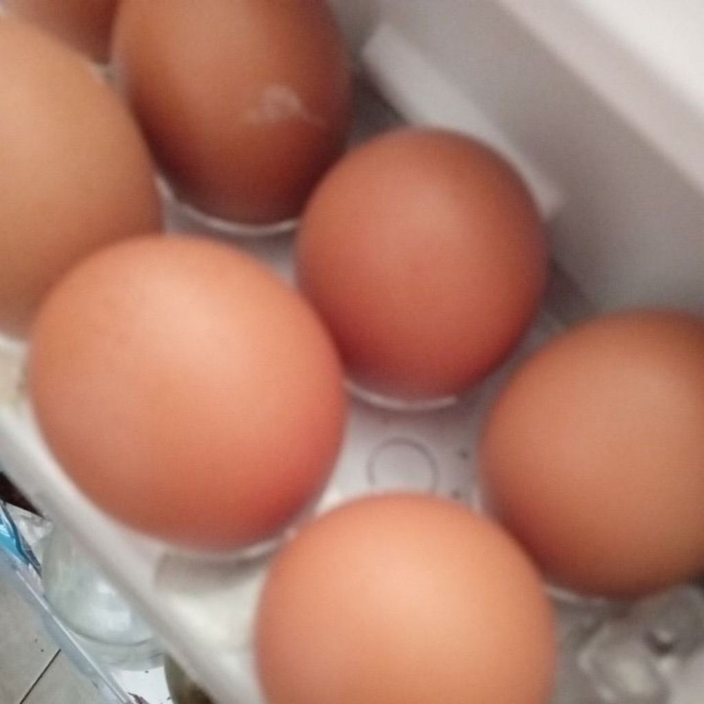 Telur Ayam 1 Kg (Ayam Negeri)