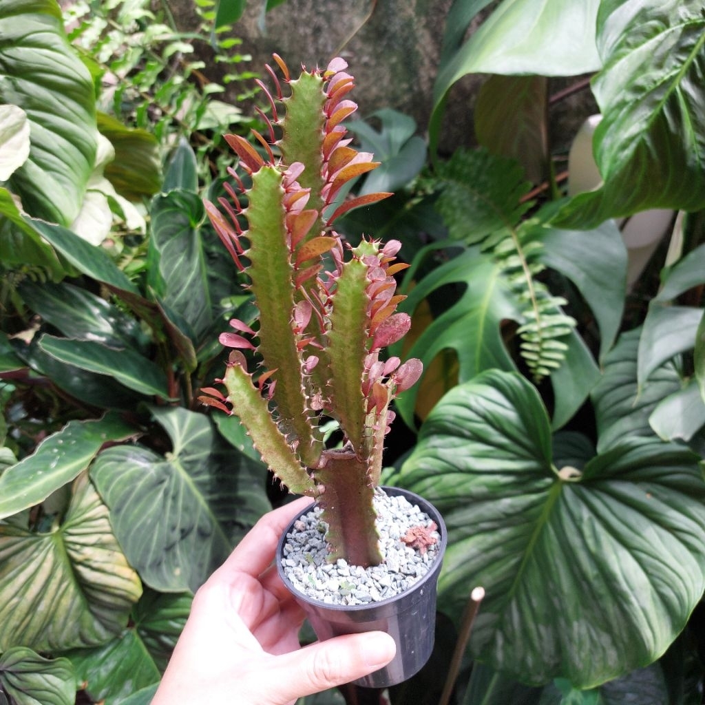 Laktea Lactea Merah Kaktus Sukulen