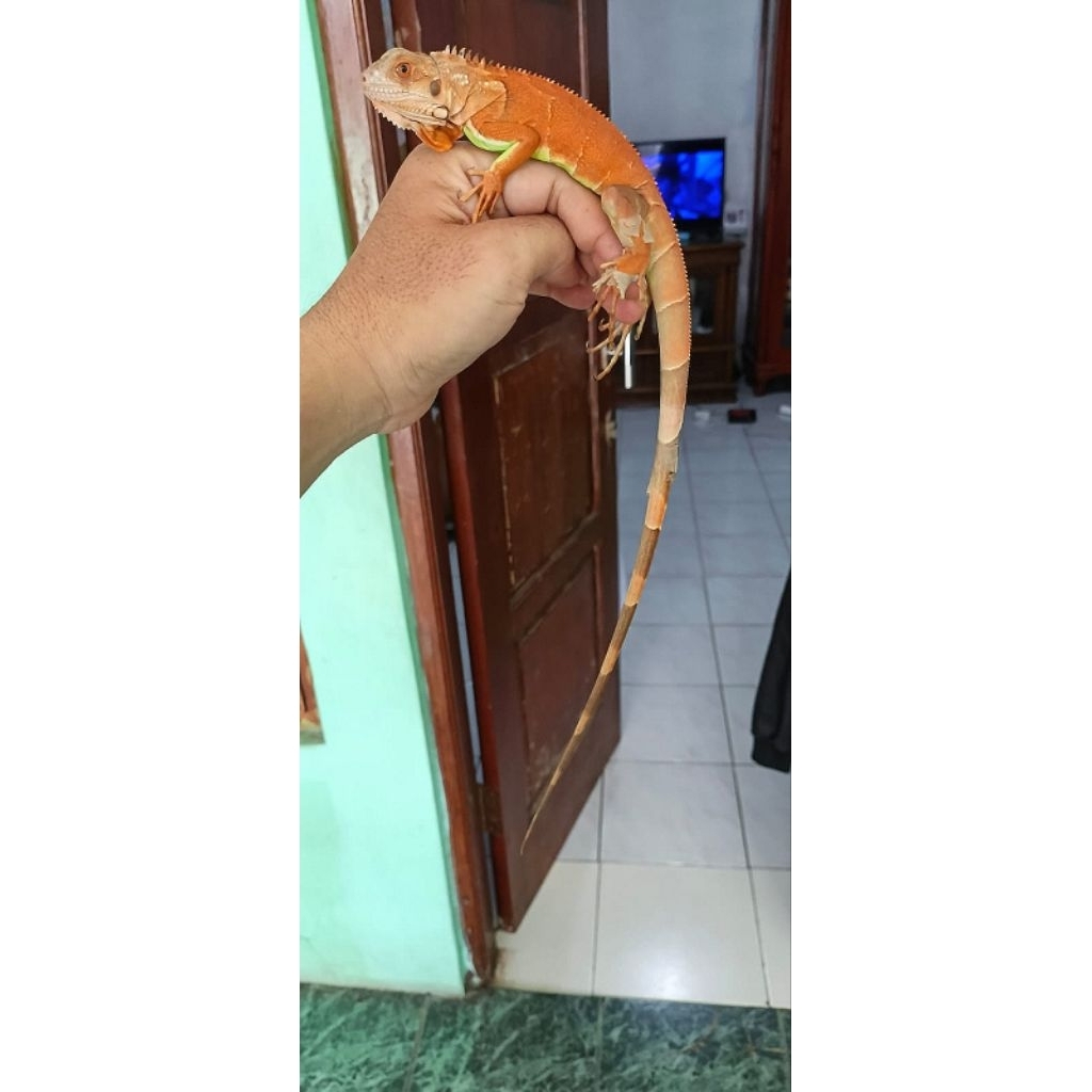 iguana super red baby up jitot