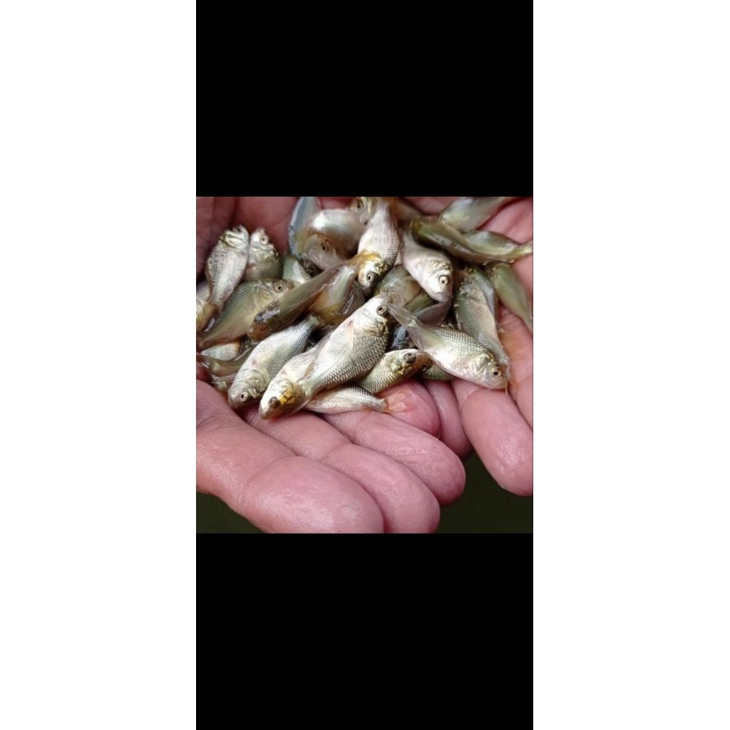 Bibit Ikan Mas Konsumsi Warna Hitam Size 5-8 cm