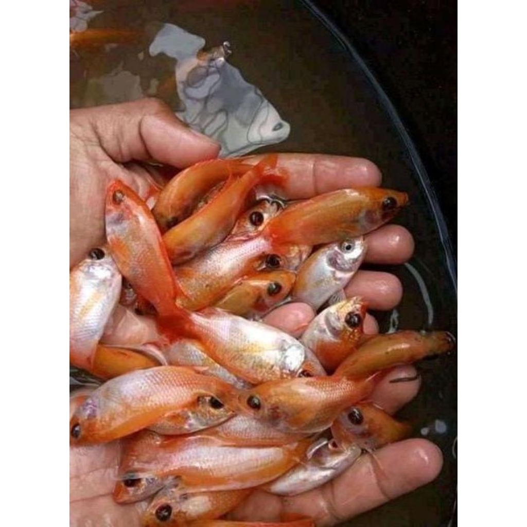 Ikan Nila Merah Bangkok