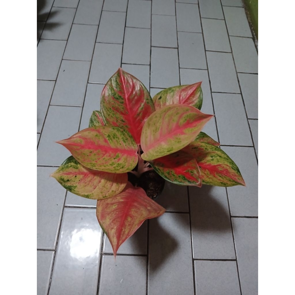 Aglaonema red exotic dewasa