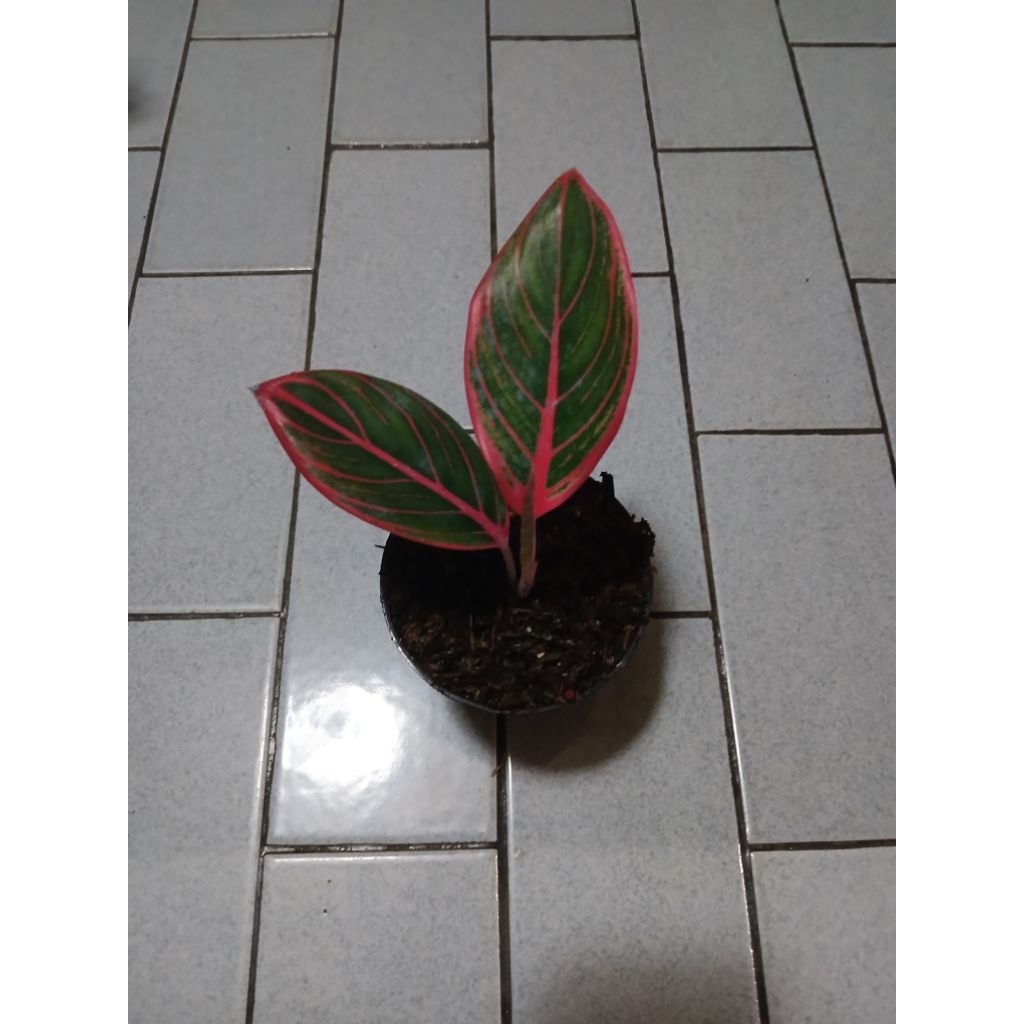 Aglaonema anakan kanza