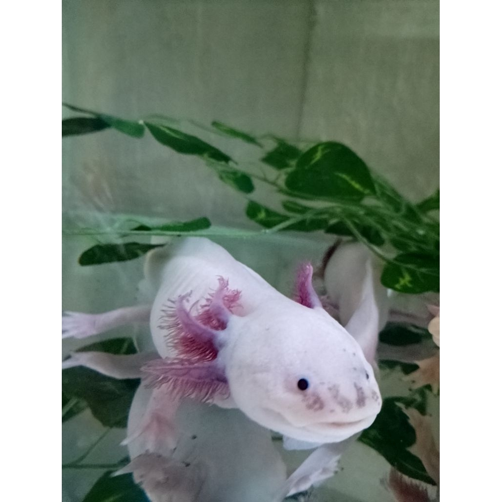 axolotl leucistic