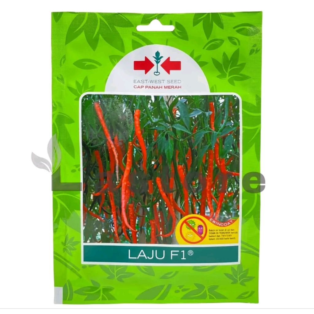 BIBIT CABE MERAH KERITING