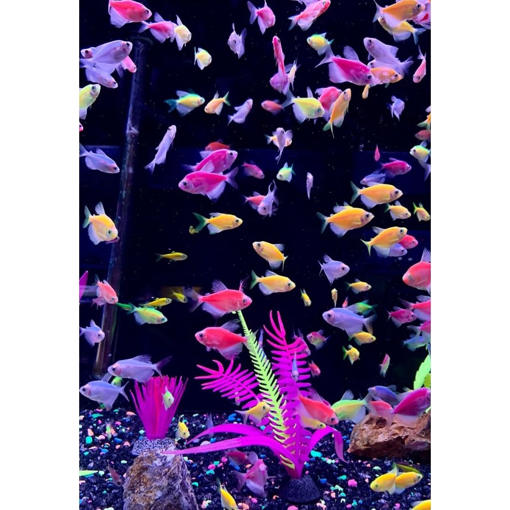 IKAN HIAS GLOWFISH TETRA / IKAN WARNA WARNI