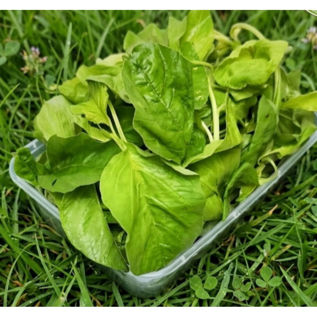 Sayur bayam petik