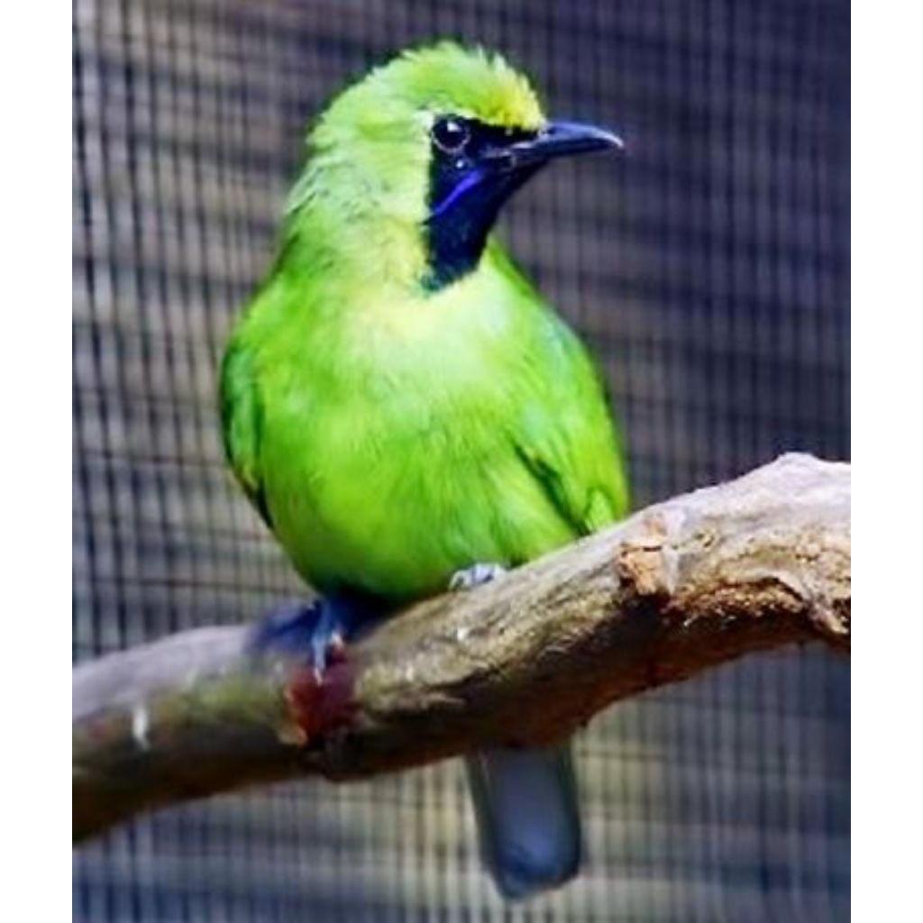 Burung Cucak Ijo Mini