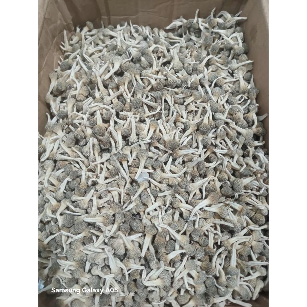 Mpot Empot Ayam Putih Utuh Ecer