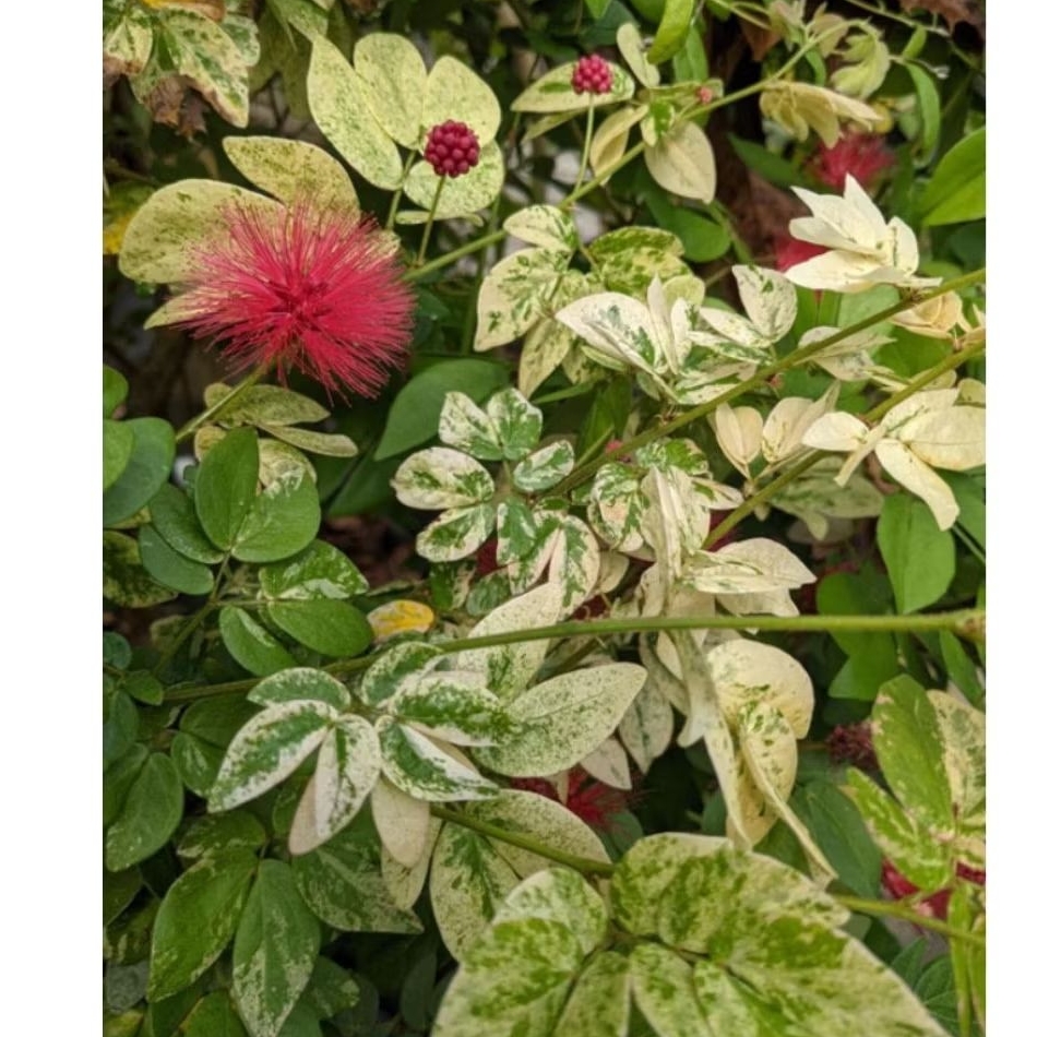 Tanaman Hias Kaliandra Merah Variegata / Pohon Kaliandra Lusiana Variegata Bahan Bonsai / Tanaman Hi