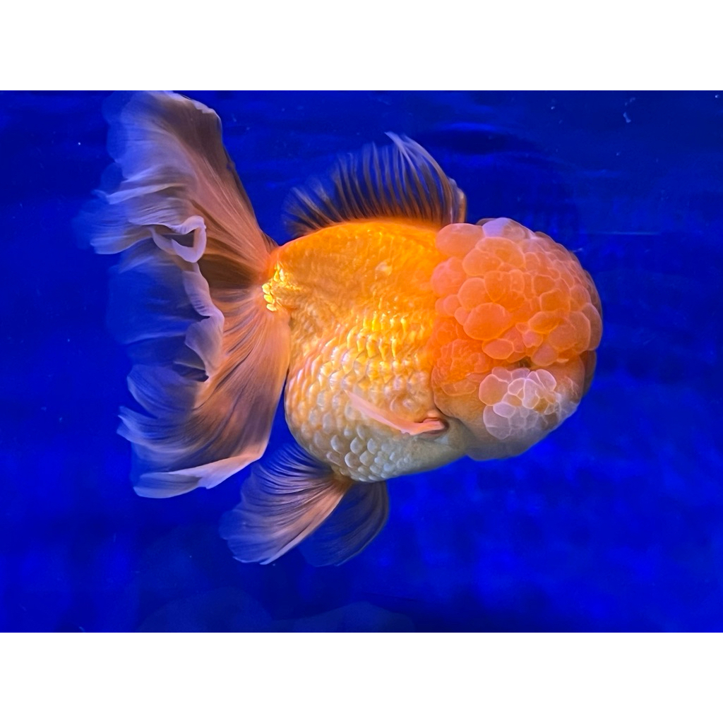 Ikan Mas Koki Oranda Rose Tail Big Head size Jumbo