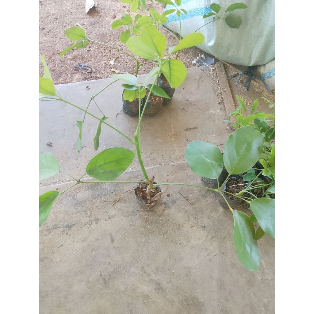 bibit Tlogosari
