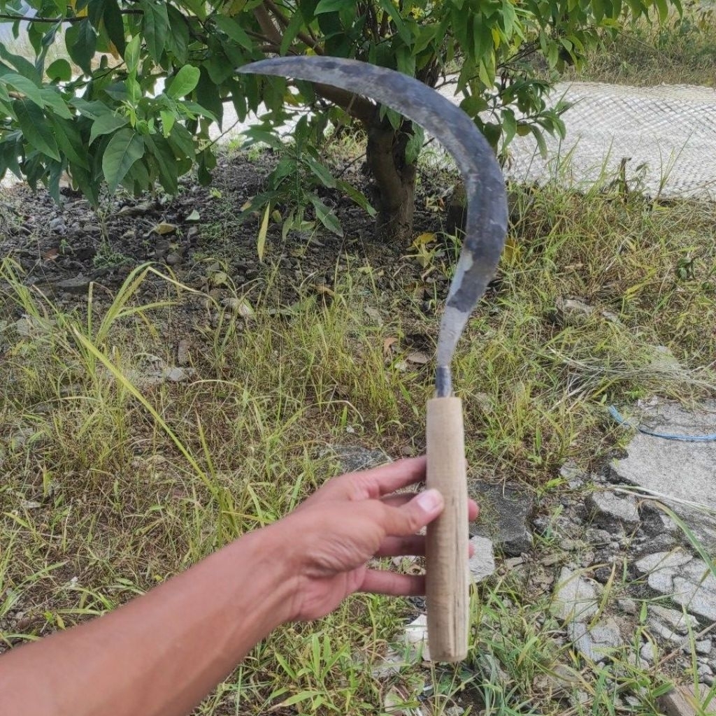 Arit pari / sabit padi tanpa asah