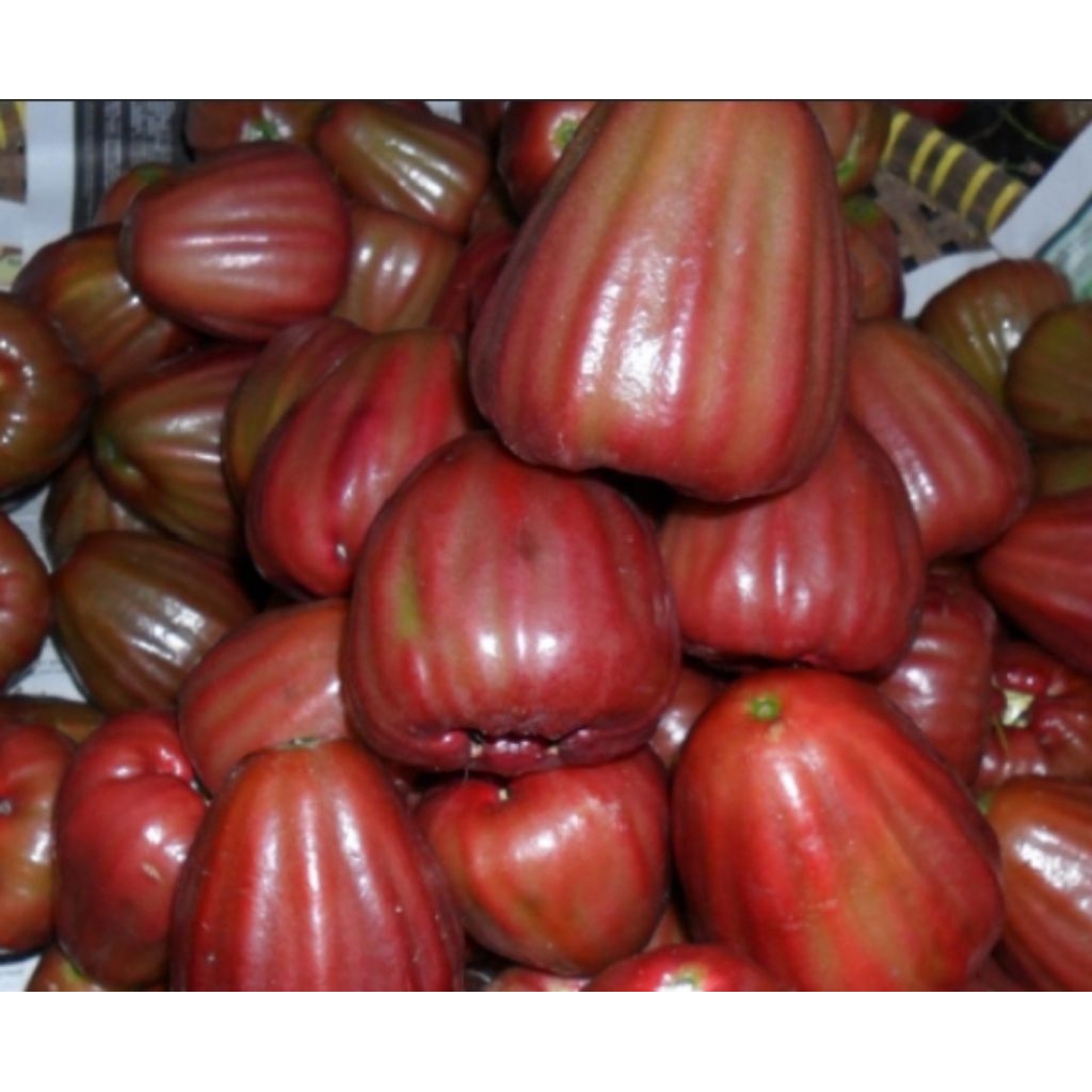Bibit jambu air dalhari cangkok super unggul