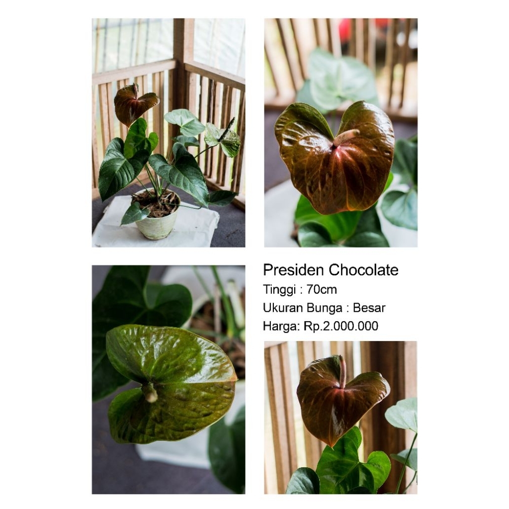 Anthurium bunga Presiden Choocolate