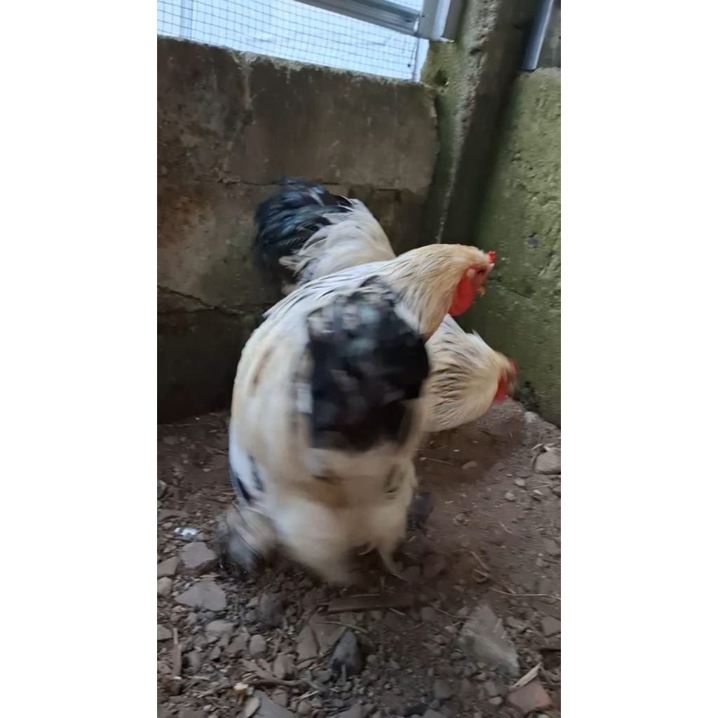 Ayam brahma dewasa. harga 1 ekor