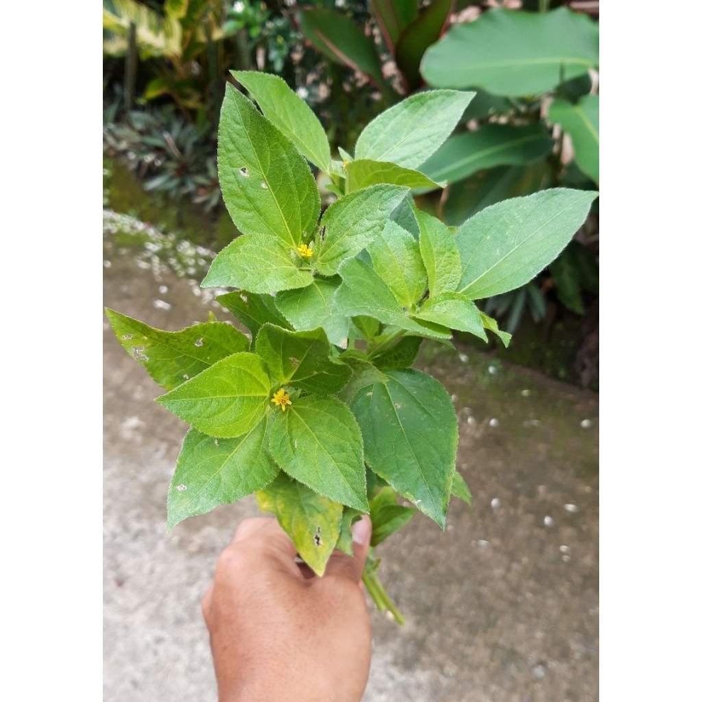 Rumput Jotang Kuda
