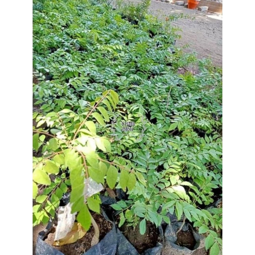 pohon kari