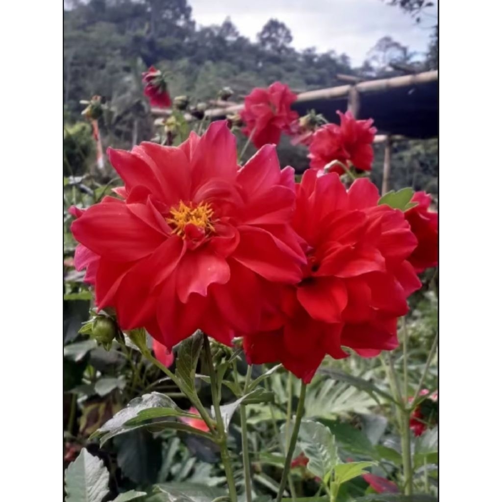 bibit umbi bunga dahlia