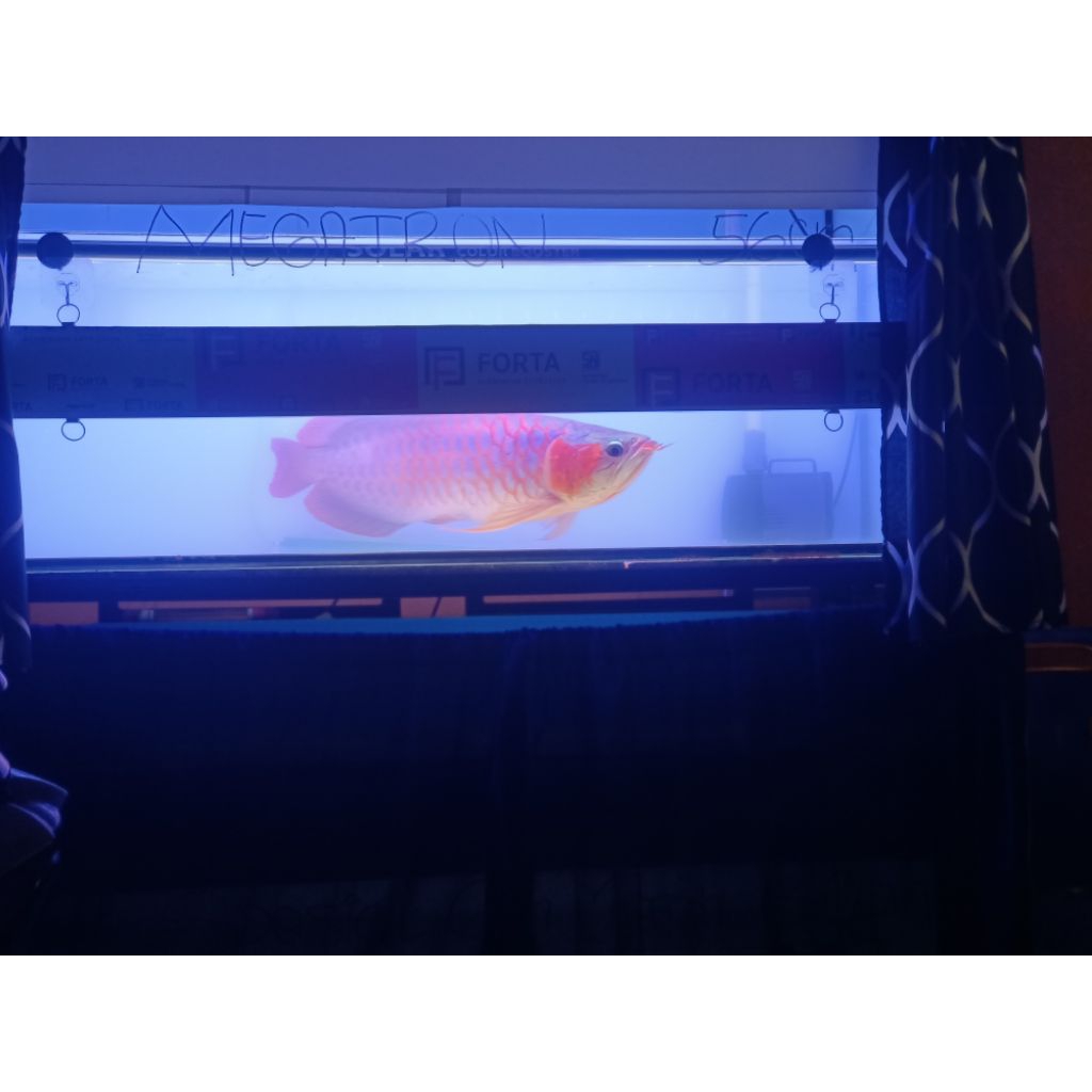 Arwana Super Red