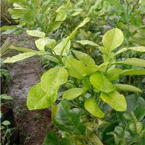 bibit jeruk bali okulasi