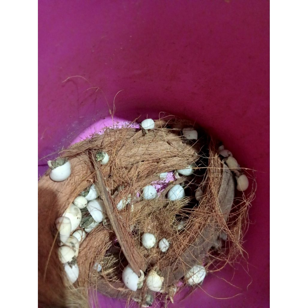 kelomang umang-umang 1 kg cangkang putih cerah