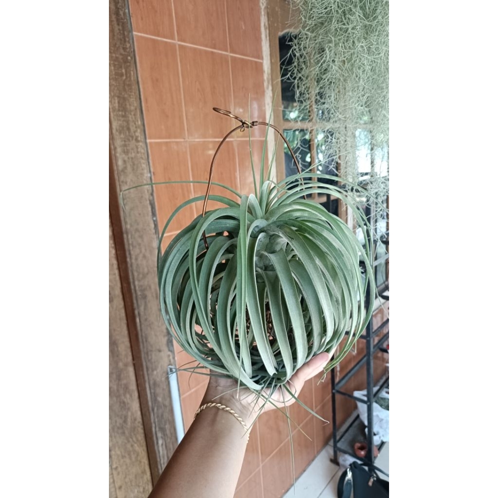 tilandsia toolara