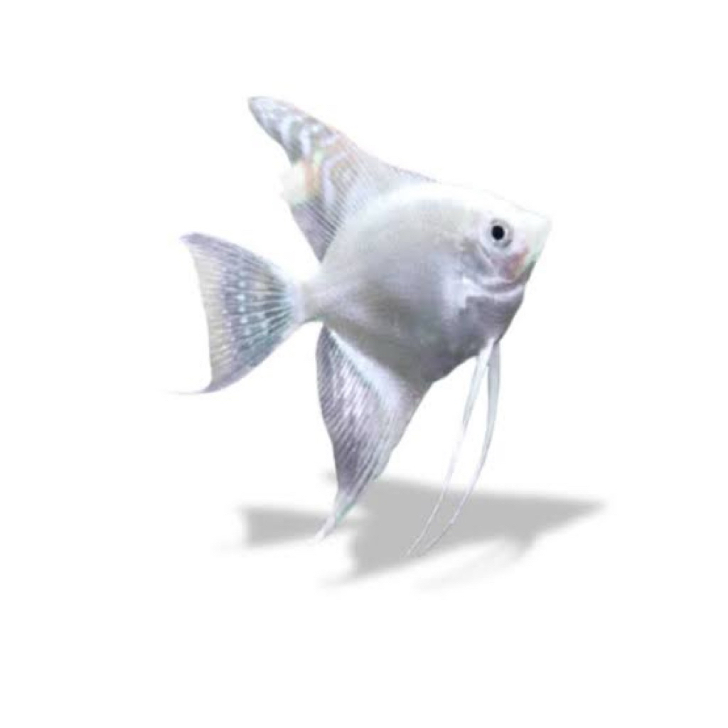 MANFISH PLATINUM ikan manfish platinum cocok untuk hiasan aquarium