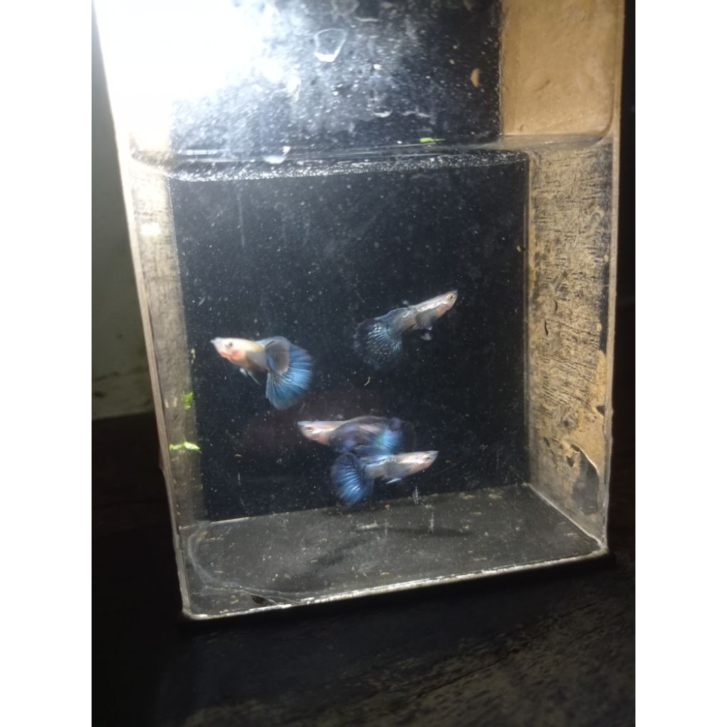 hiasan aquarium Guppy blue dragon Dumbo ear size induk