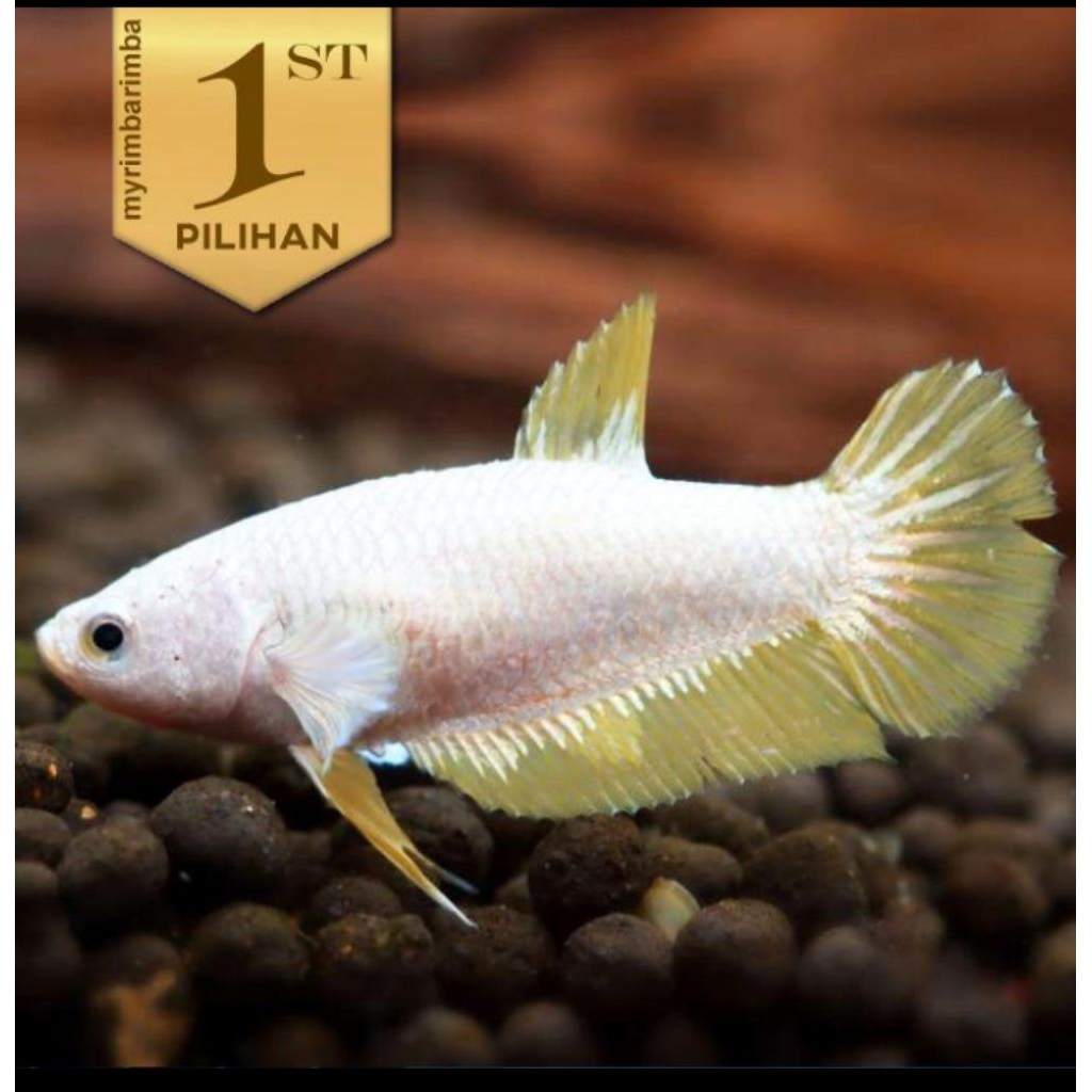 Cupang Betina Yellow Dragon Ikan Hias Aquascape Hiasan Aquarium Tanaman