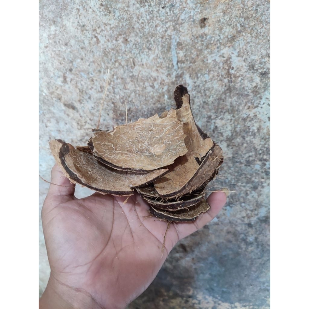batok kelapa kering cacah 10kg