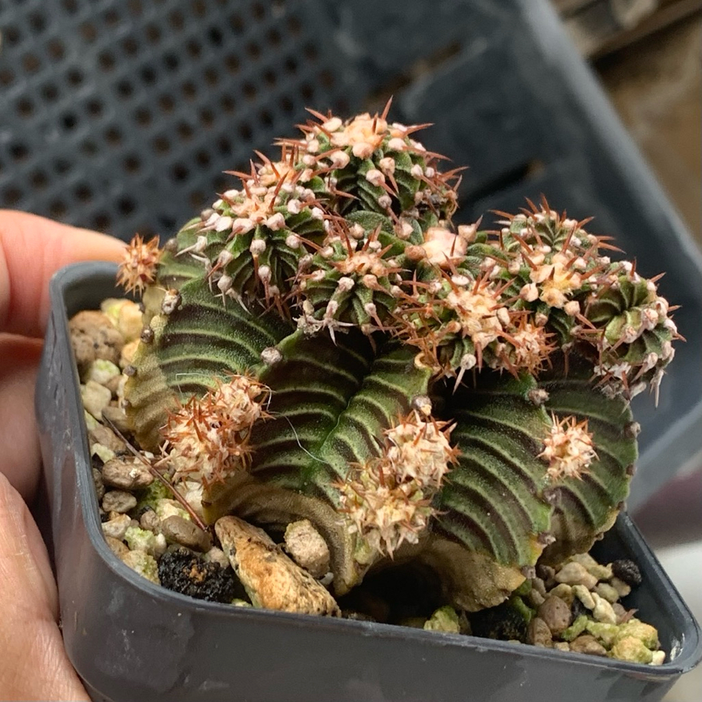 hq61 Gymnocalycium LB kaktus gymno rare black skin original ori kaktus tanaman hias langka indah hid
