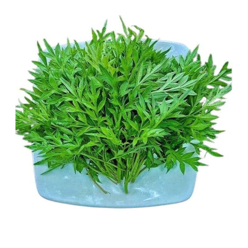 sayur kenikir, daun kenikir segar