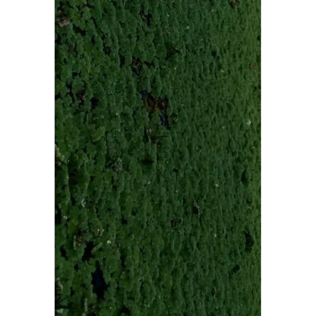 Rumput Azolla