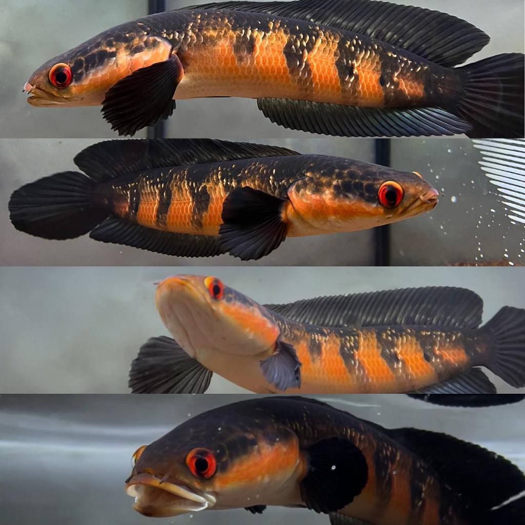 Channa Red Barito Kualitas Grade A+++ Size 3-5CM Cocok untuk Progres & Kontes