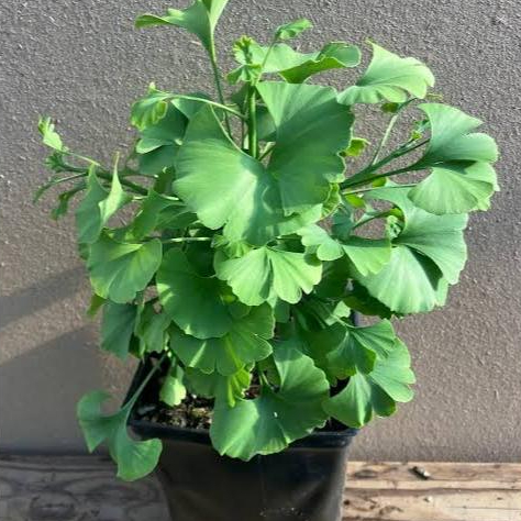 [HIDUP] Ginkgo Biloba Tanaman Herbal Hias