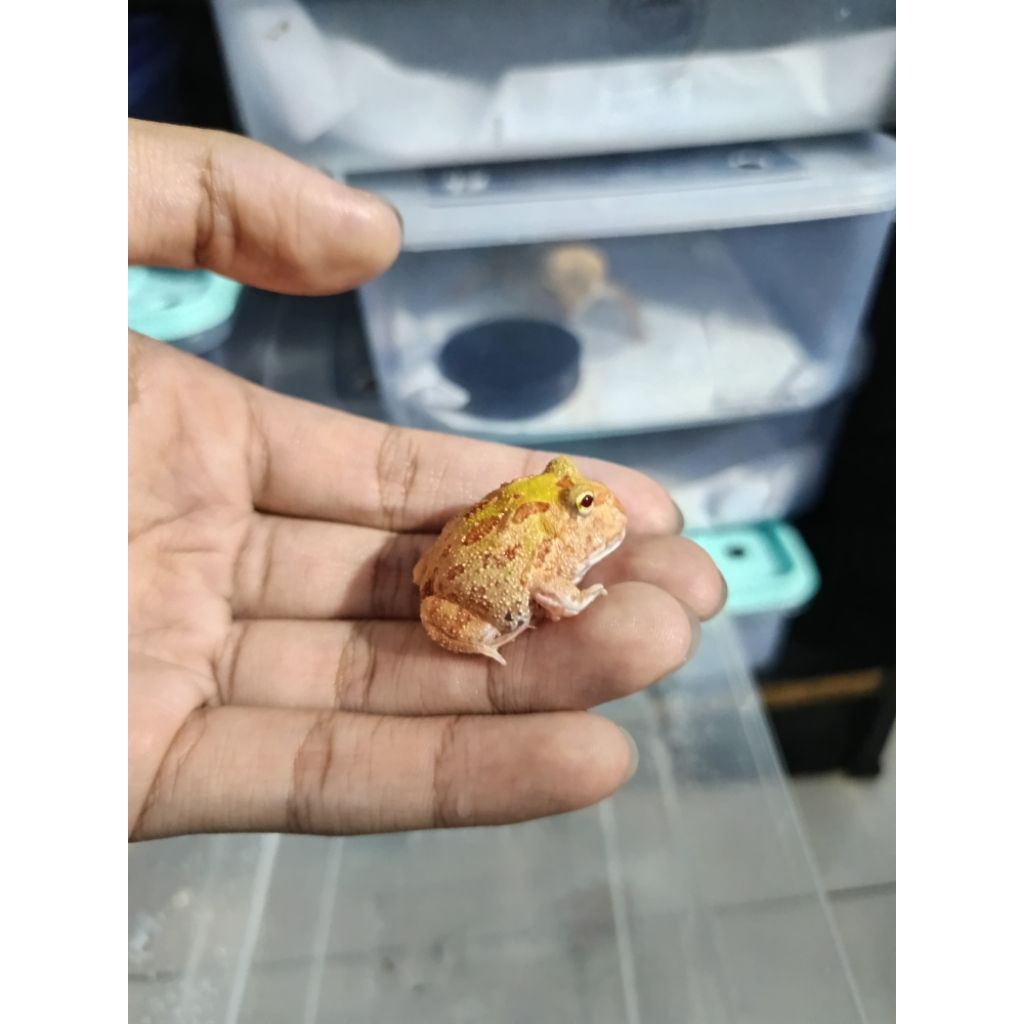 Pacman Frog Sunburst