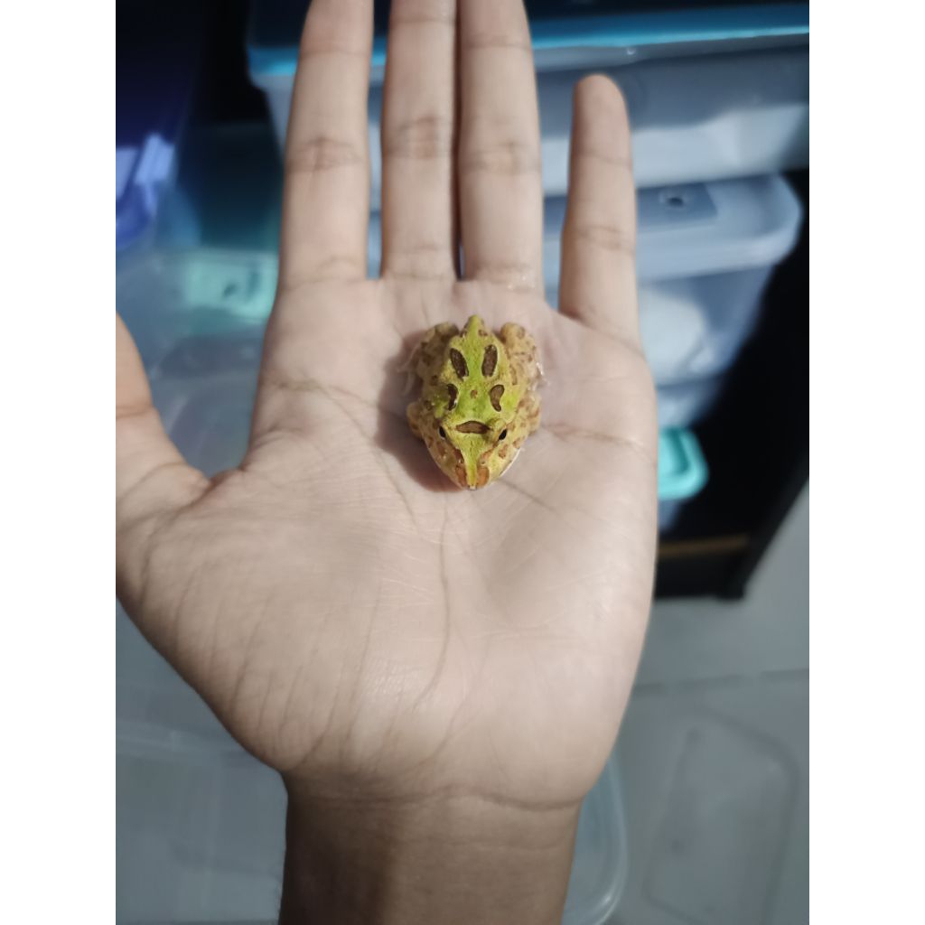 Pacman Frog Camo
