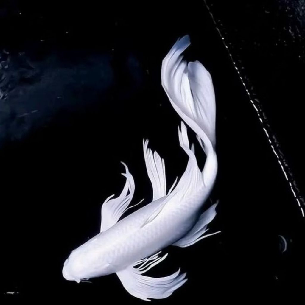 Koi Platinum Slayer   - memiliki warna putih silver metalik yang terang dan bersih dari kepala hingg
