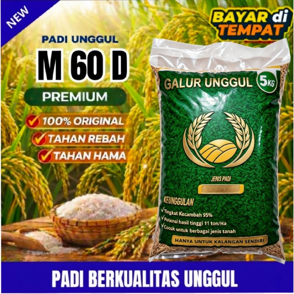 BENIH PADI UNGGUL M 60 D