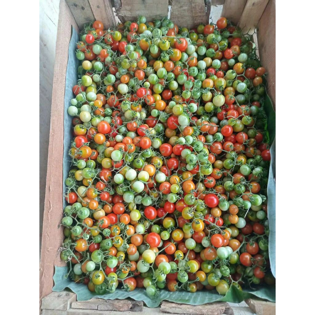 Tomat Rampai Kecil Segar 1kg | Sambal Rampai has lampung Rampai Sambal