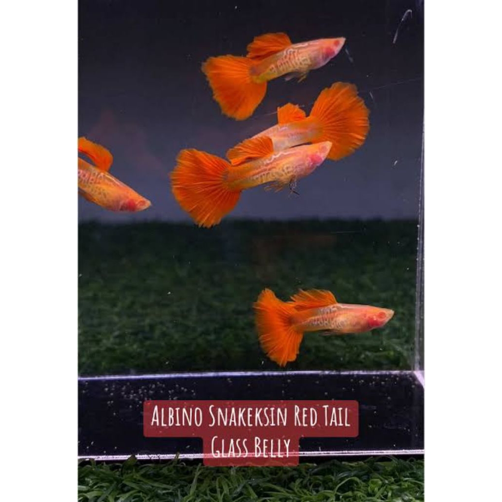 (Hiasan Aquarium)Guppy Albino Snake Skin Red Tail Glass Belly